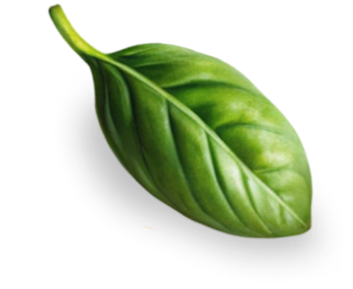 Vector